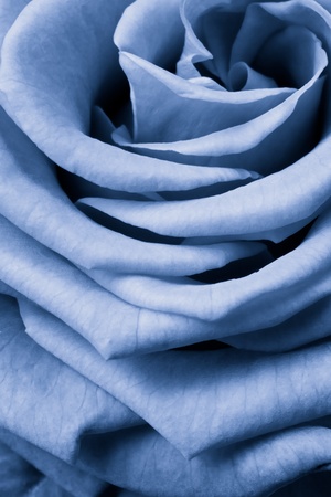 blue rose petals close upの写真素材