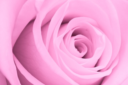 close up of pink rose petalsの写真素材
