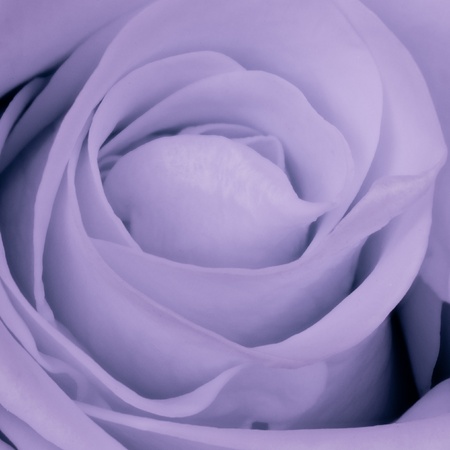 close up of violet rose petalsの写真素材