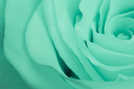 close up of green rose petalsの写真素材