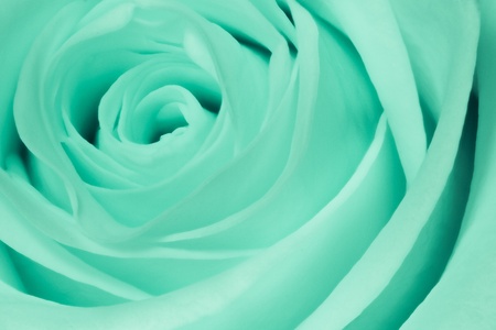 close up of green rose petalsの写真素材