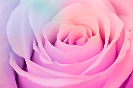 close up of beautiful multicolor roseの写真素材