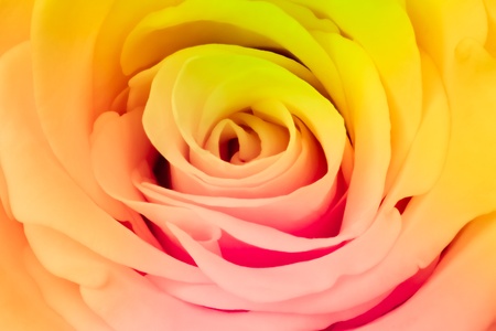 close up of beautiful multicolor roseの写真素材