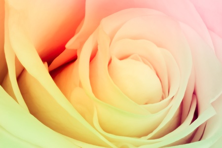 close up of beautiful multicolor roseの写真素材