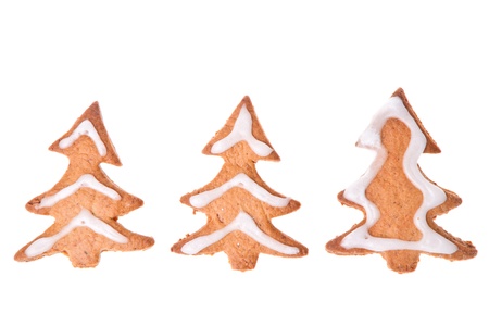 ginger trees isolated on white backgroundの写真素材