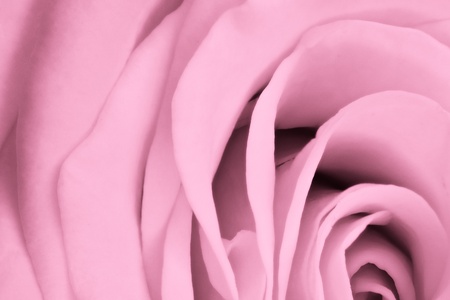 close up of pink rose petalsの写真素材