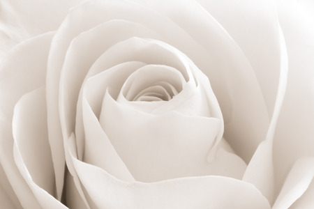 close up of white rose petalsの写真素材