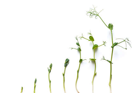 pea sprouts in different grown stages lined up in a row, isolated on whiteの写真素材