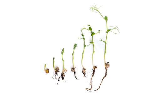 pea plants growth stages, lying flat, isolated on whiteの写真素材