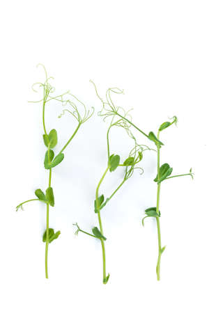young pea plant grown as micro green, isolated on whiteの写真素材