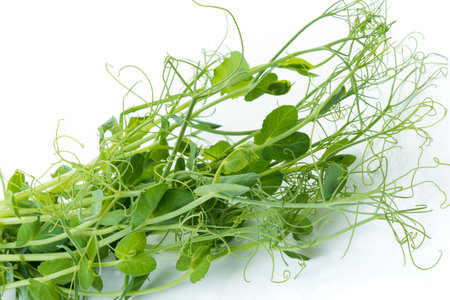 Pea shoots with tendrils lying flatの写真素材