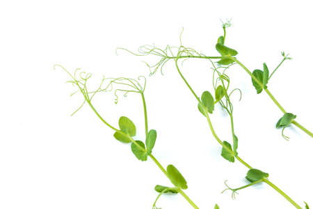 Young pea plant grown as micro green, isolated on whiteの写真素材