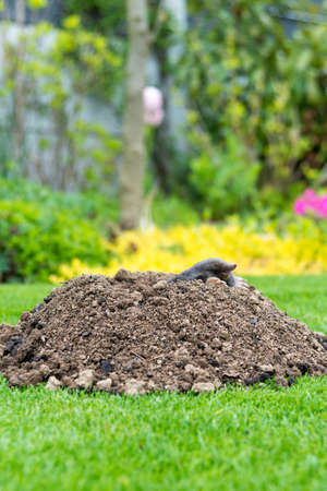 European mole crawling out of molehill above ground, showing strong front feet used for digging underground tunnelsの写真素材