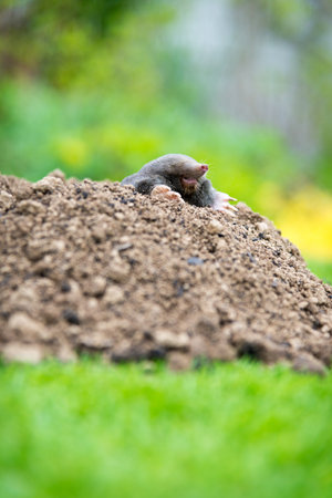 European mole crawling out of molehill above ground, showing strong front feet used for digging underground tunnelsの写真素材