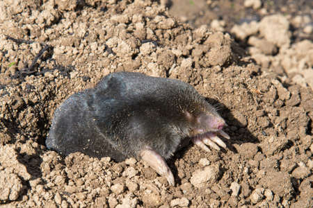 European mole (Talpa europaea) is a mammal of the order Eulipotyphla. It is also known as the common mole and the northern mole.の写真素材