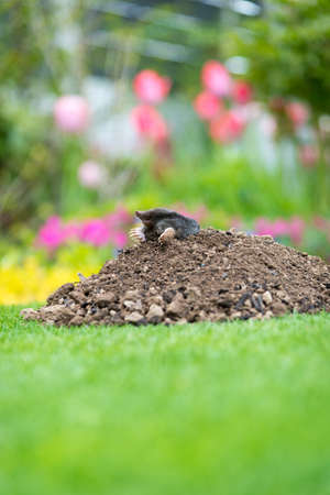 Mole, Talpa europaea, making mole hill and damaging beautiful lawn and flower garden.の写真素材