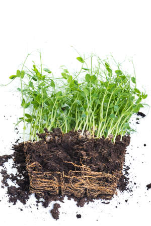 Pea sprouts taken from container with soil and roots, healthy eating home gardening conceptの写真素材