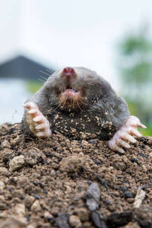 Mole, Talpa europaea, making mole hill and damaging beautiful lawn and flower garden.の写真素材