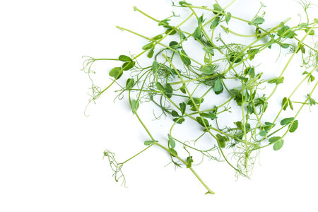 pea shoots with tendrils lying flat, isolated on whiteの写真素材