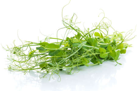 pea shoots with tendrils lying flat, isolated on whiteの写真素材