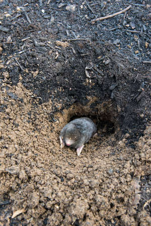 data center and data storage server racksの写真素材