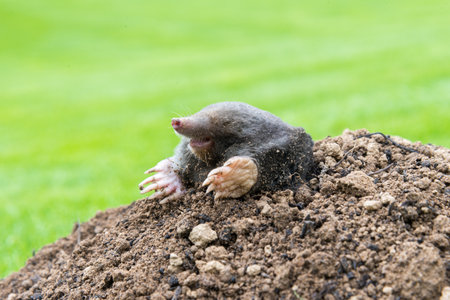 Mole, Talpa europaea, crawling out of brown molehill, green grass in background. Animal from garden.の写真素材