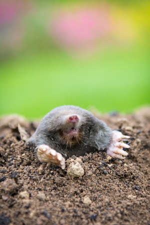 Mole, Talpa europaea, crawling out of brown molehill, green grass in background. Animal from garden.の写真素材