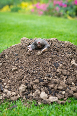 Mole, Talpa europaea, crawling out of brown molehill, green grass in background. Animal from garden.の写真素材