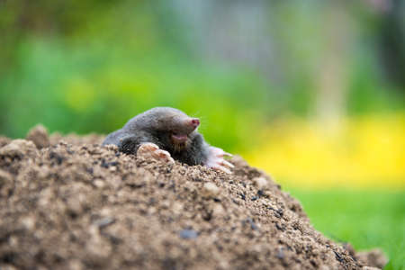European mole crawling out of molehill above ground, showing strong front feet used for digging underground tunnelsの写真素材