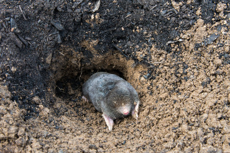 European mole emerging from its tunnel in the mole hillの写真素材