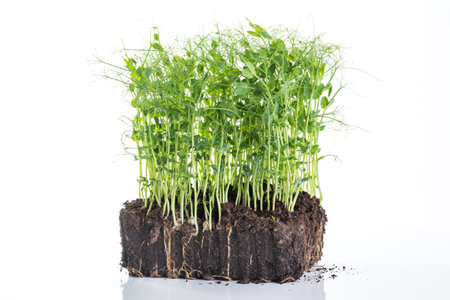 Pea sprouts taken from container with soil and roots, healthy eating home gardening conceptの写真素材