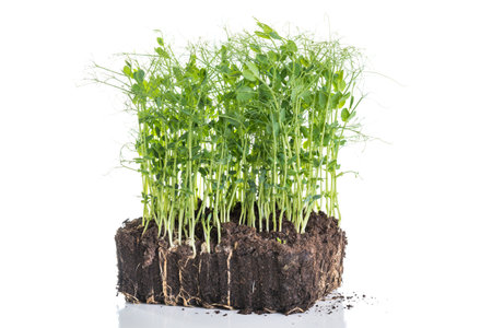 Pea sprouts taken from container with soil and roots, healthy eating home gardening conceptの写真素材