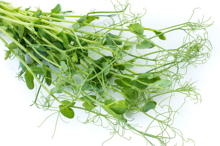pea shoots with tendrils lying flat, isolated on whiteの写真素材