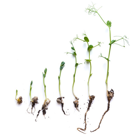 pea sprouts in different grown stages lined up in a row, isolated on whiteの写真素材
