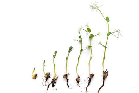 pea plants growth stages, lying flat, isolated on whiteの写真素材