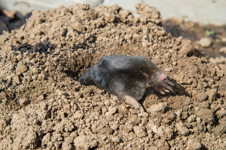 European mole (Talpa europaea) is a mammal of the order Eulipotyphla. It is also known as the common mole and the northern mole.の写真素材