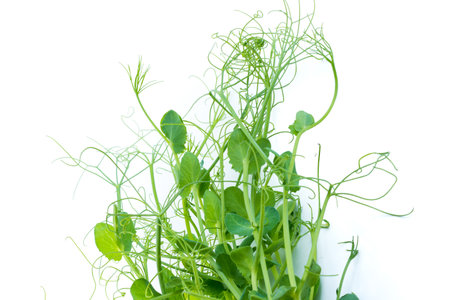 pea shoots with tendrils lying flat, isolated on whiteの写真素材