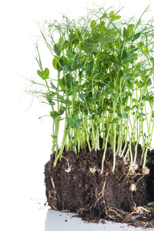 Pea sprouts taken from container with soil and roots, healthy eating home gardening conceptの写真素材