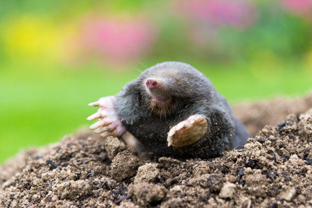 European mole crawling out of molehill above ground, showing strong front feet used for digging underground tunnelsの写真素材