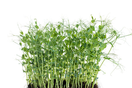 pea shoots with tendrils grown as micro greens ready to be harvested, isolated on whiteの写真素材