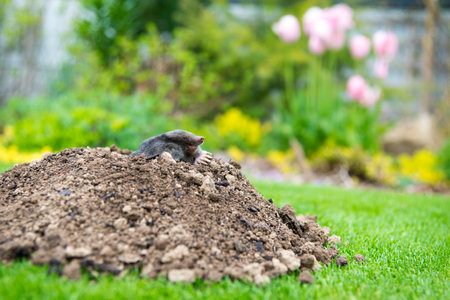 European mole crawling out of molehill above ground, showing strong front feet used for digging underground tunnelsの写真素材