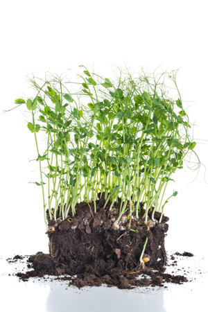 Pea sprouts taken from container with soil and roots, healthy eating home gardening conceptの写真素材