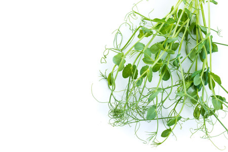 pea shoots with tendrils lying flat, isolated on whiteの写真素材