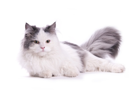 Cat on the white isolated backgroundの写真素材