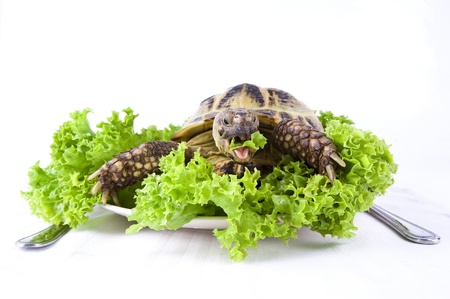 Exclusive supper on the white isolated backgroundの写真素材