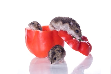 Hamster and red pepper on the white isolated backgroundの写真素材