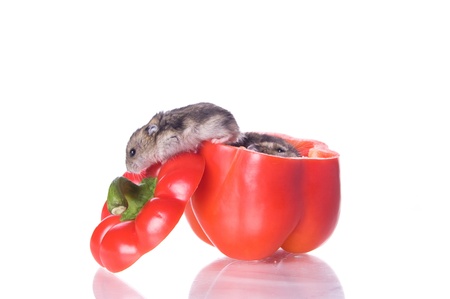 Hamster and red pepper の写真素材
