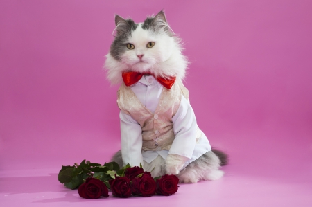 Cat congratulates the spring holidayの写真素材