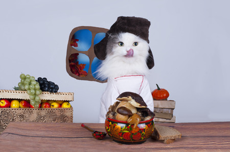 Cat in Russian hat eating marinated mushroomsの写真素材