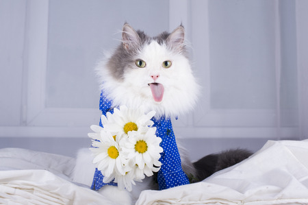 cat with a bouquet of daisies in the morning wakes ownerの写真素材